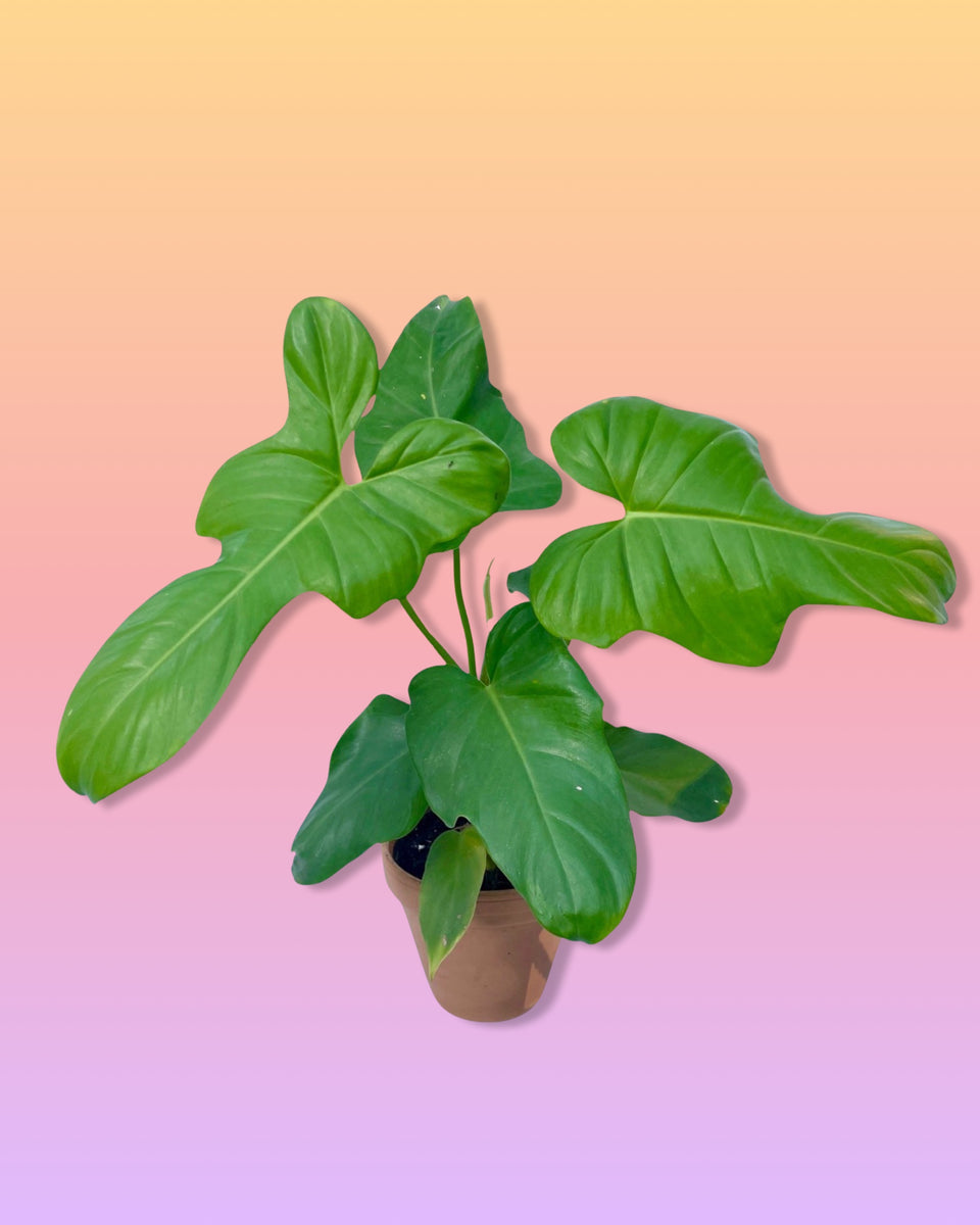 philodendron bipenfolium Philodendron Bipennifolium – Pollyn