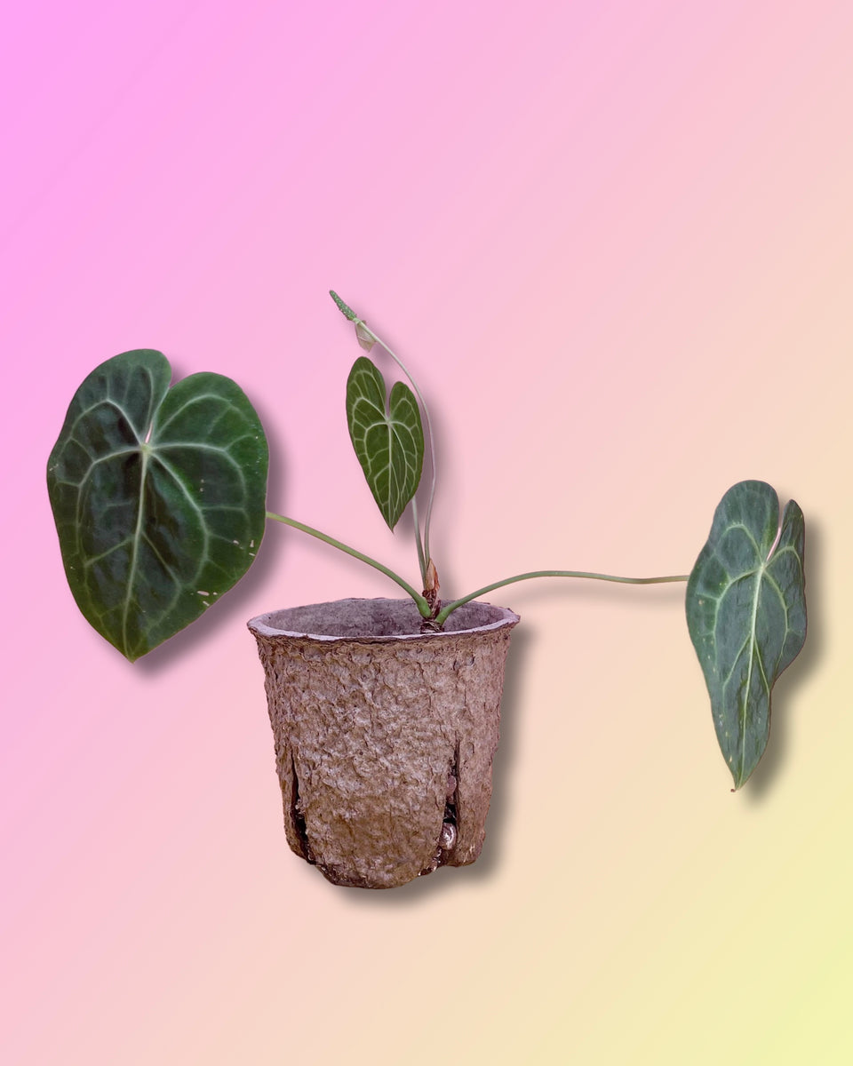 Anthurium Clarinervium – Pollyn