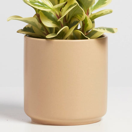 Peach & Pebble Cylinder