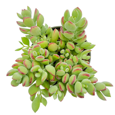 Cotyledon Pendens Succulent