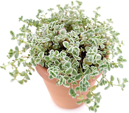 Sedum Little Missy
