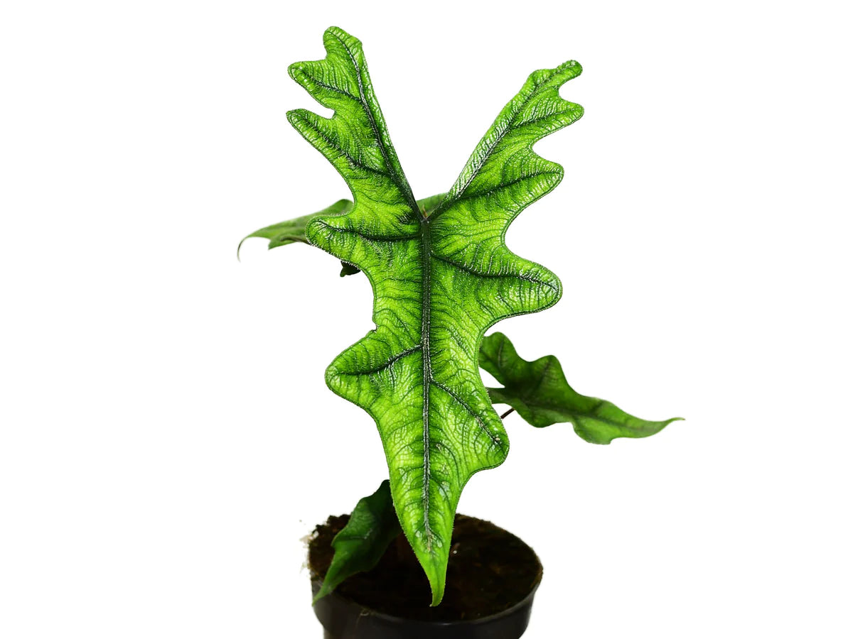 Alocasia Jacklyn