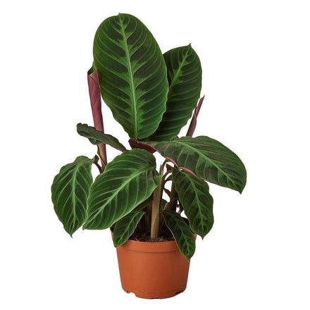 Calathea Warcewiczii