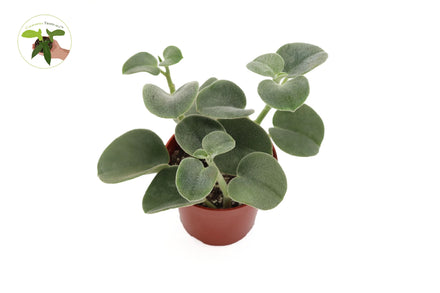 Peperomia Incana