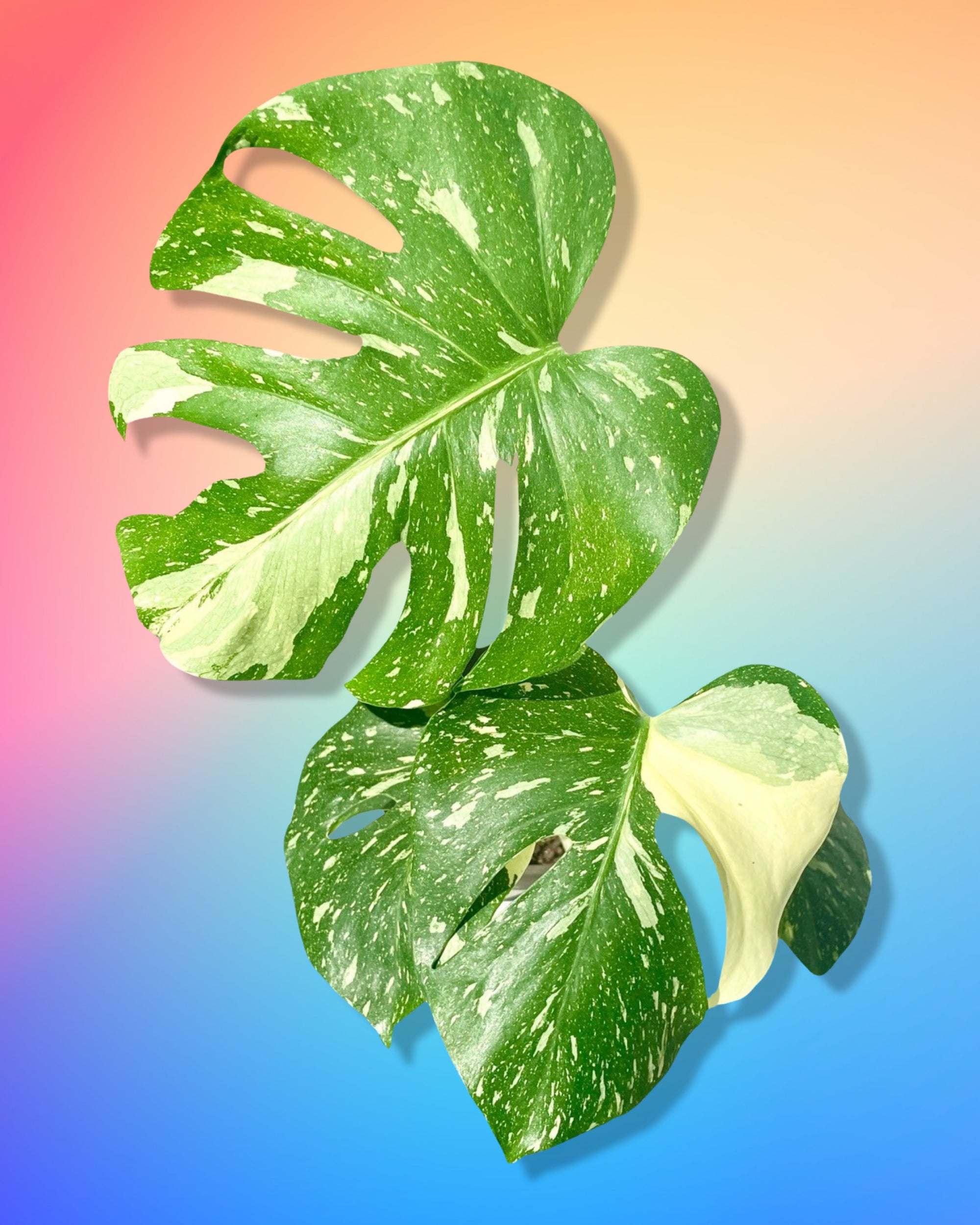Monstera Thai Constellation