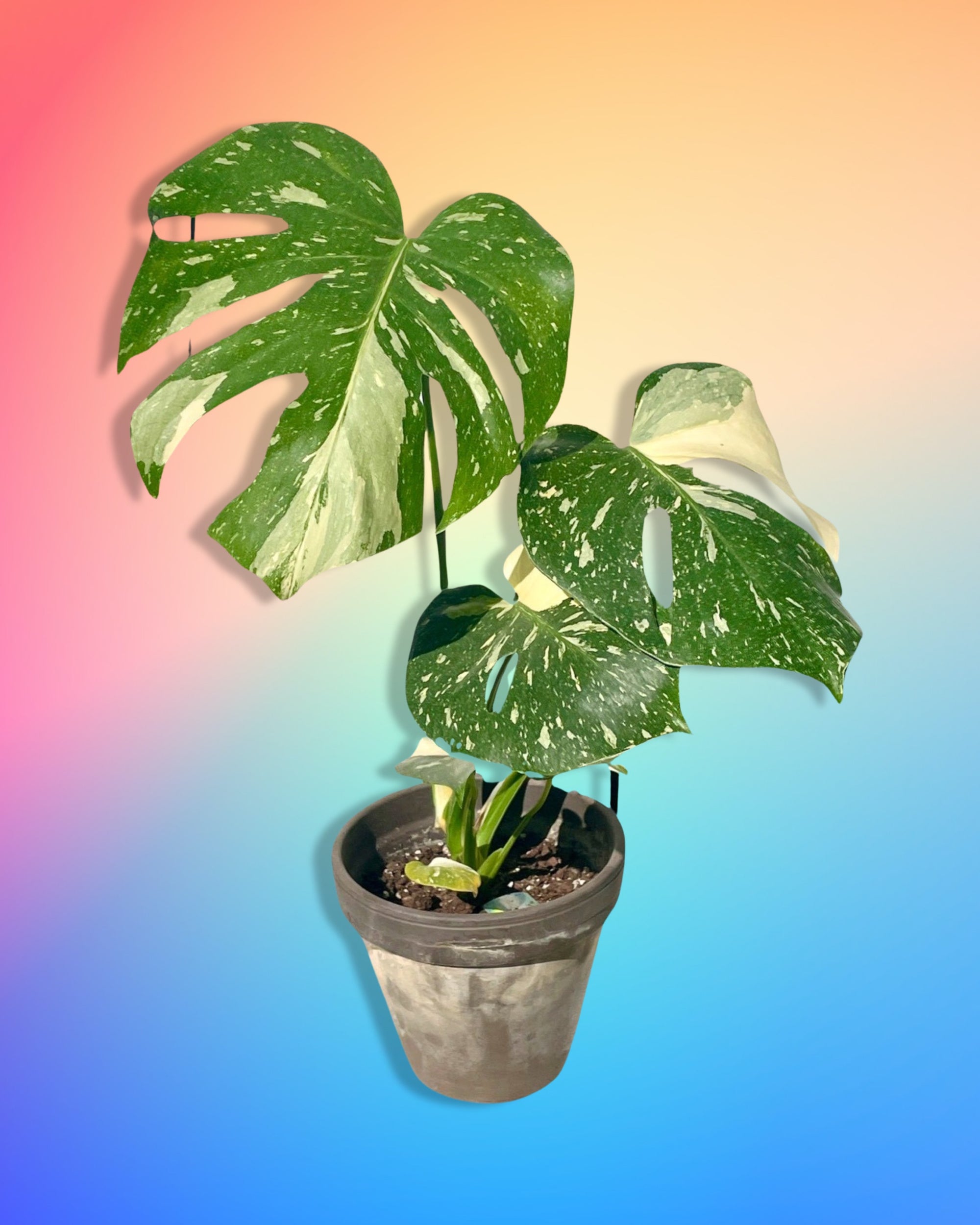 monstera plant nyc Monstera Thai Constellation – Pollyn