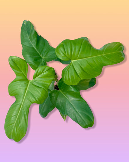 Philodendron Bipennifolium