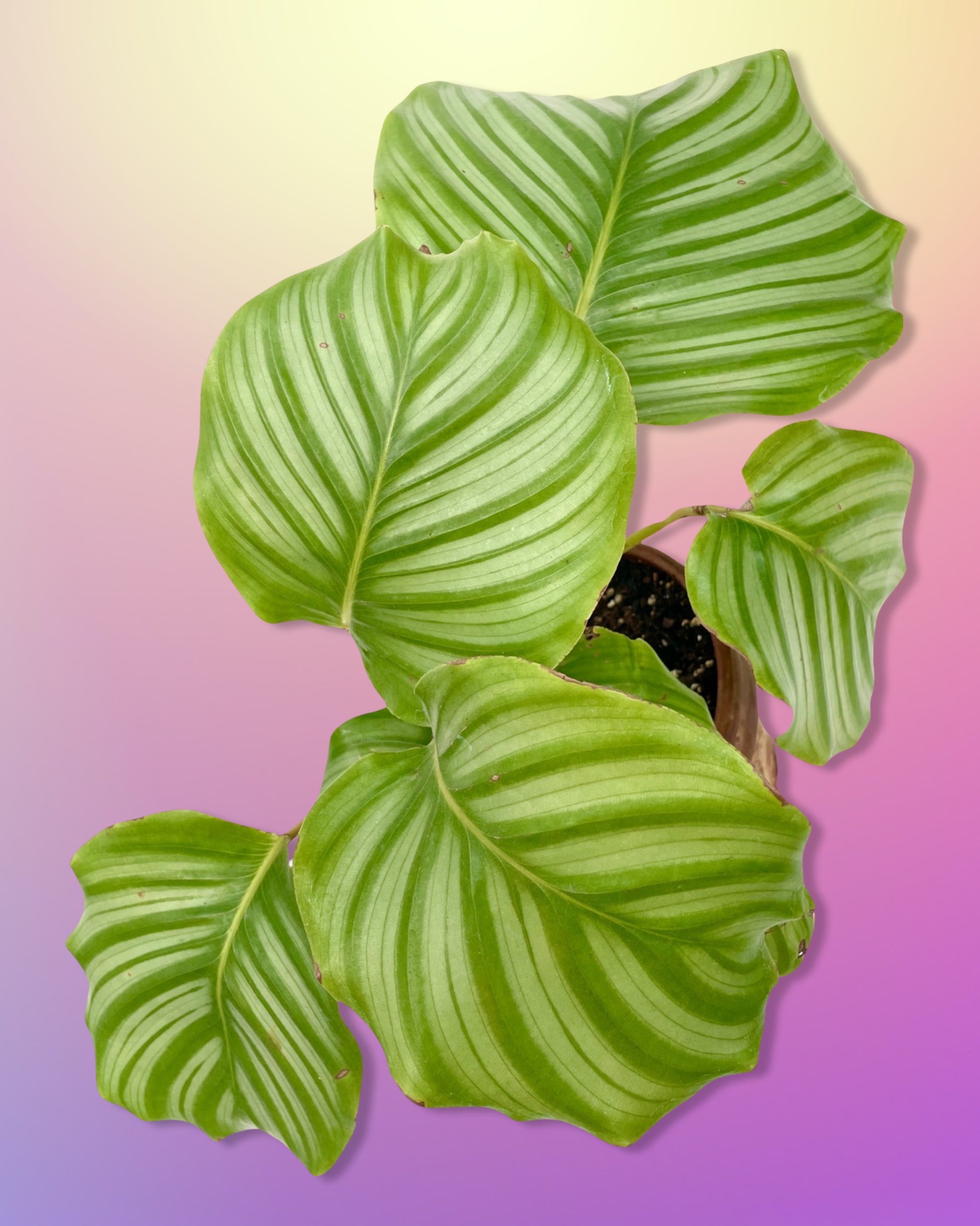 Calathea Orbifolia