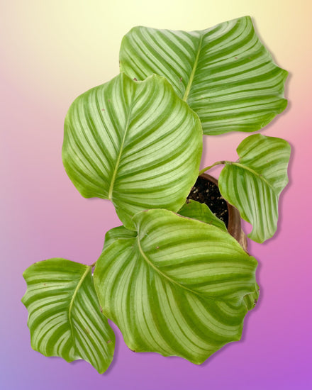 Calathea Orbifolia