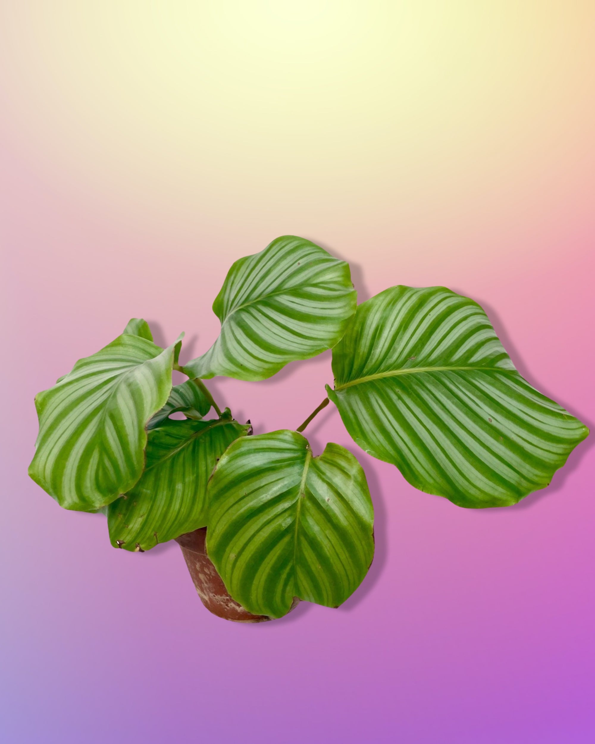 Calathea Orbifolia