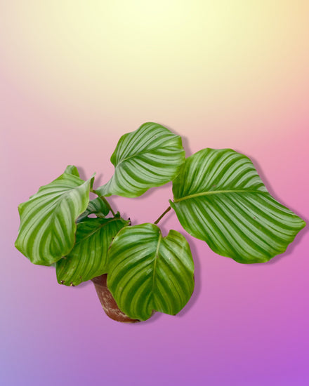 Calathea Orbifolia