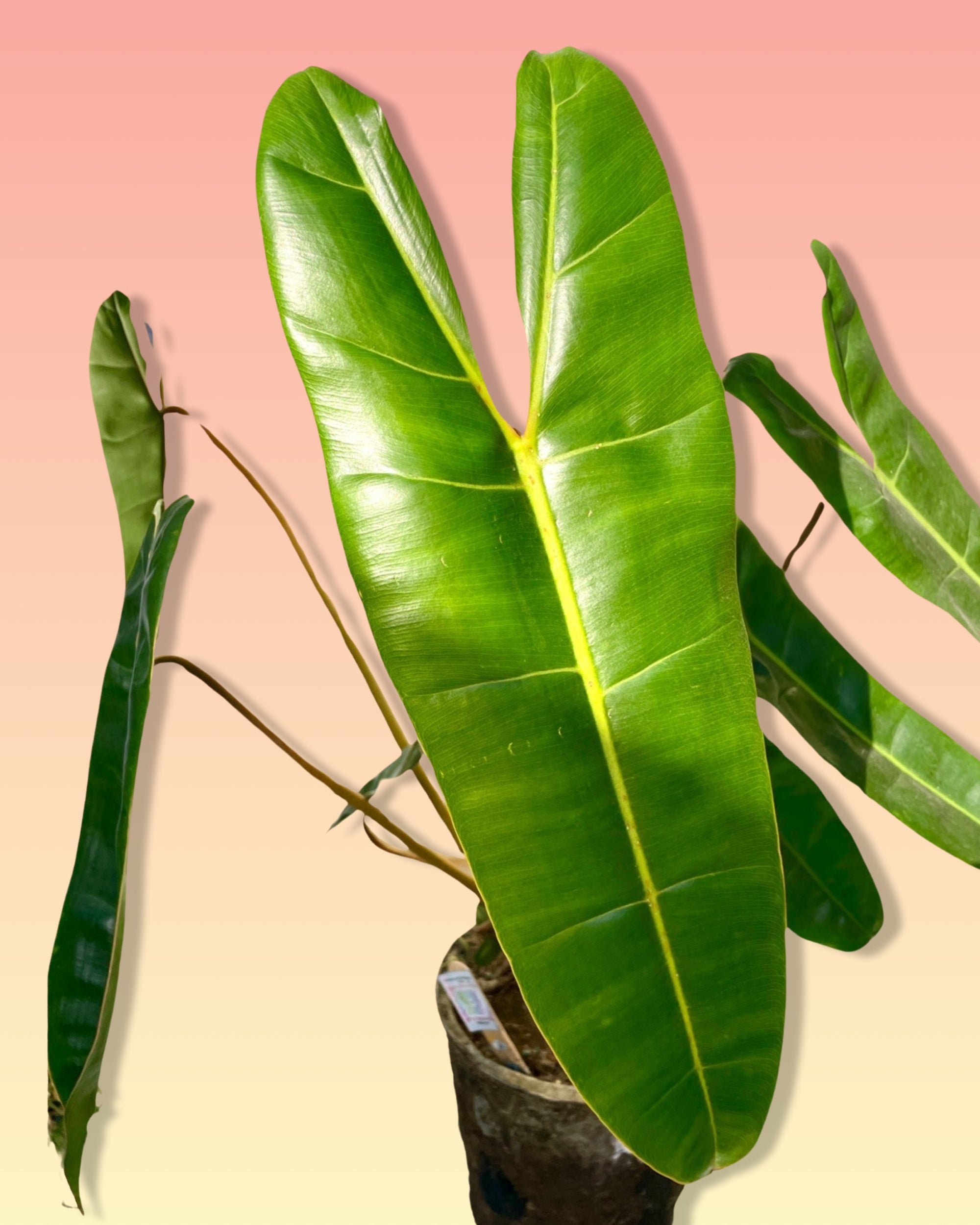 philodendron billietiae green stem Philodendron Billietiae – Pollyn
