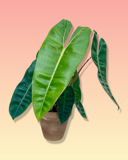 Philodendron Billietiae