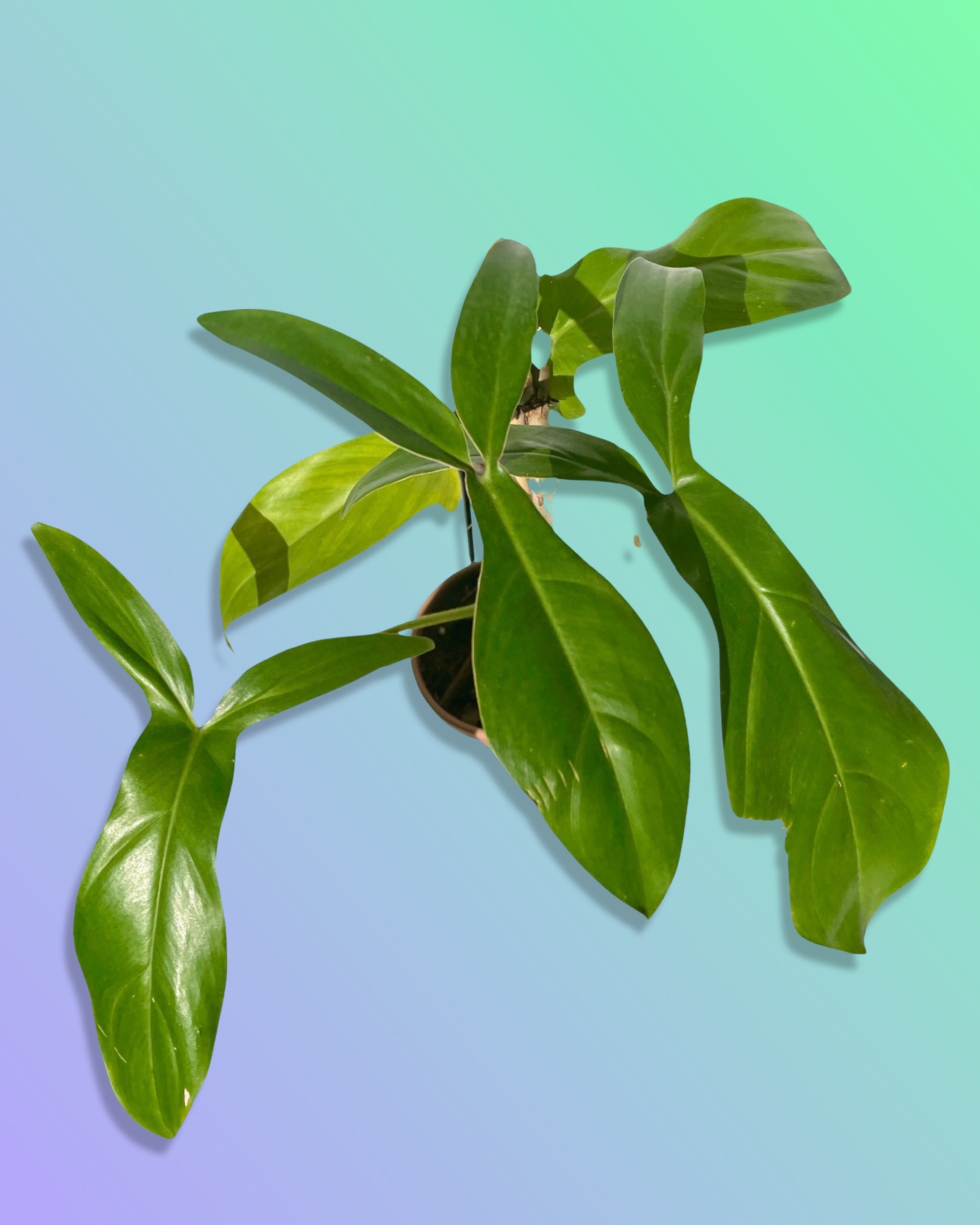 philodendron 69686 Philodendron 69686 – Pollyn