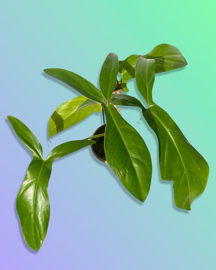 Philodendron 69686