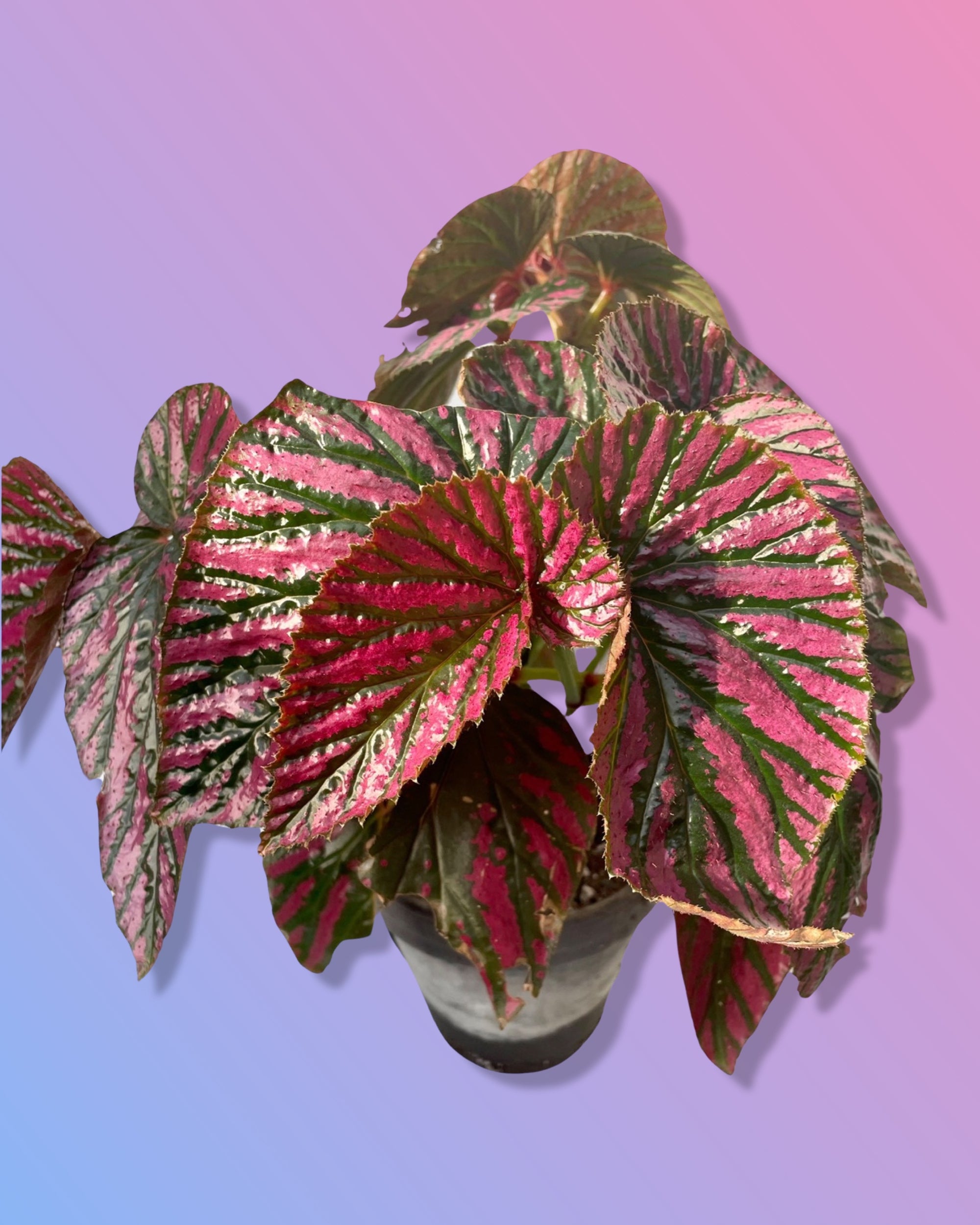 Begonia Brevirimosa