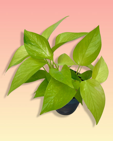Epipremnum Pothos Neon