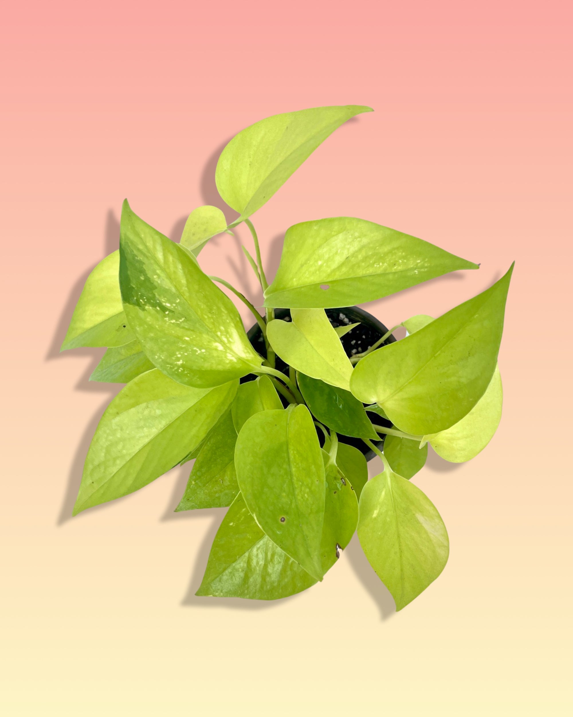 Epipremnum Pothos Neon