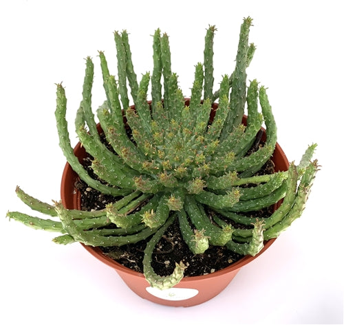 Euphorbia Medusa