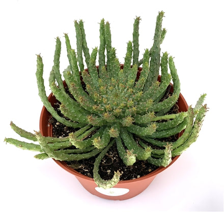 Euphorbia Medusa