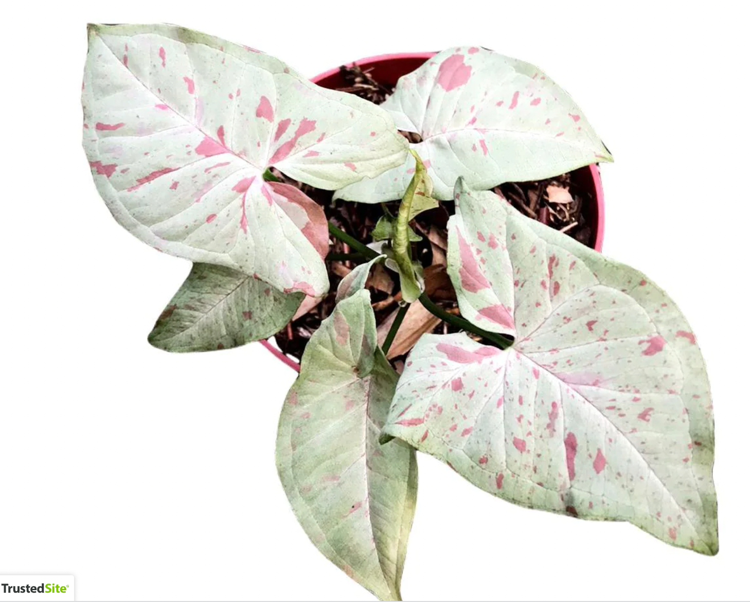 Syngonium Milk Confetti