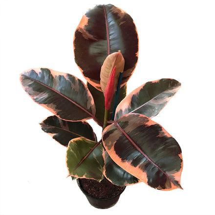 Ficus Elastica Ruby