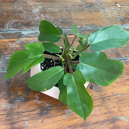 Potted Construction - Philodendron Aurea in LHB Lg Stone - Blush