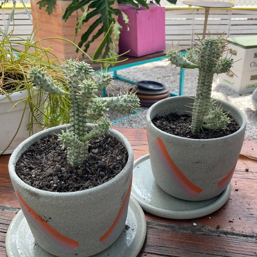 Designer’s Collab : Euphorbia Mammmillaris Variegata + Rainbow Planter