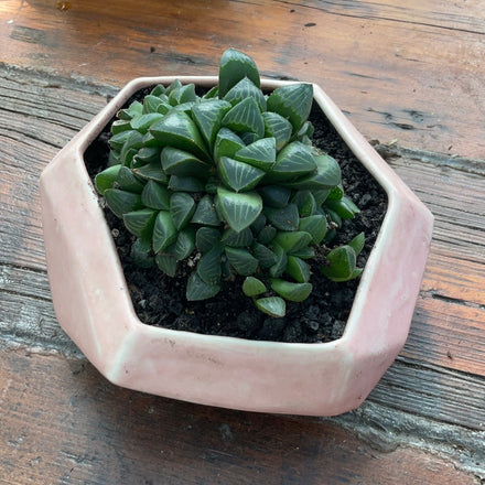 Designer’s Collab: Haworthia Retusa + LHB L Stone planter