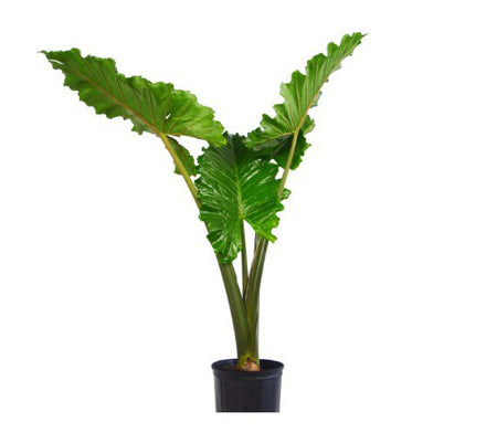 Alocasia Portora