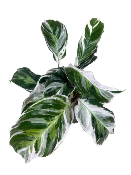 Calathea White Fusion