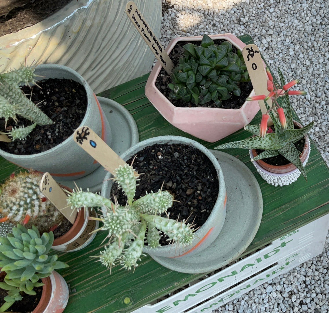 Designers Collection: Assorted Succulent