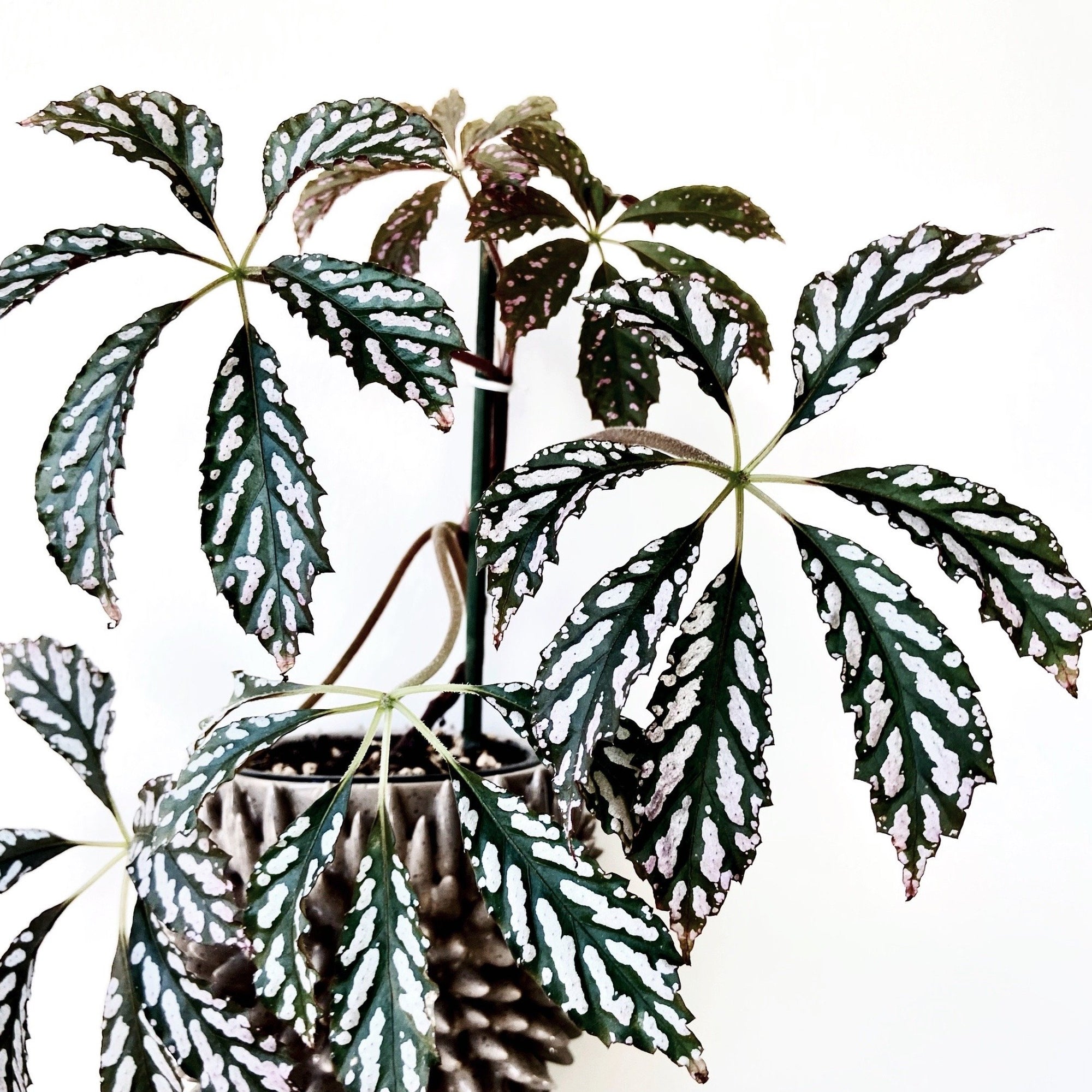 Begonia Hemsleyana