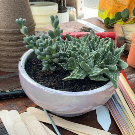 Designer’s Collection: Assorted Succulents in Pedestal pot