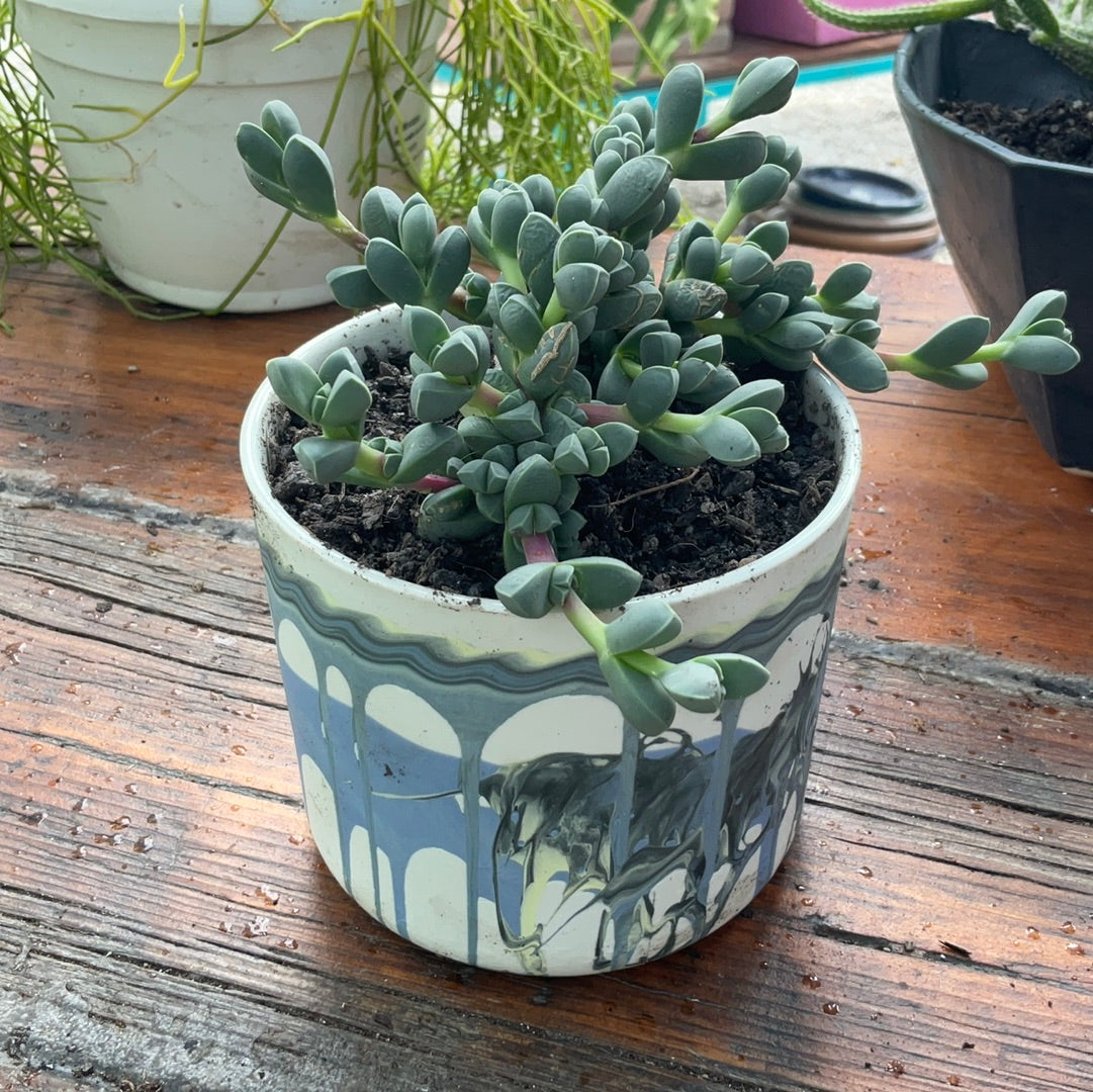 Designer’s Collection: Delosperma Lehmanii with Rainbow Planter