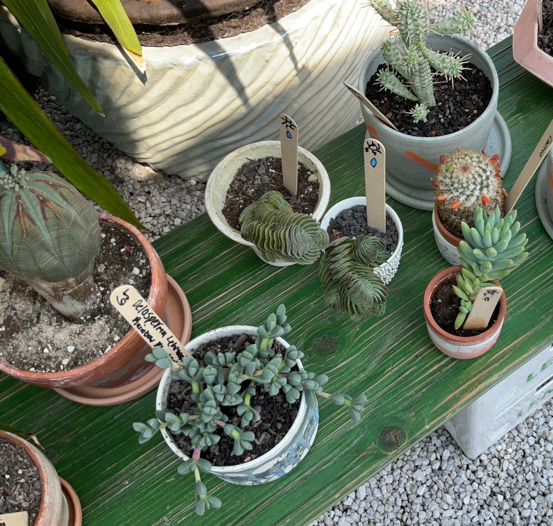 Designers Collection: Assorted Succulent