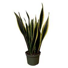 Sanseveria Black Gold Snake Plant