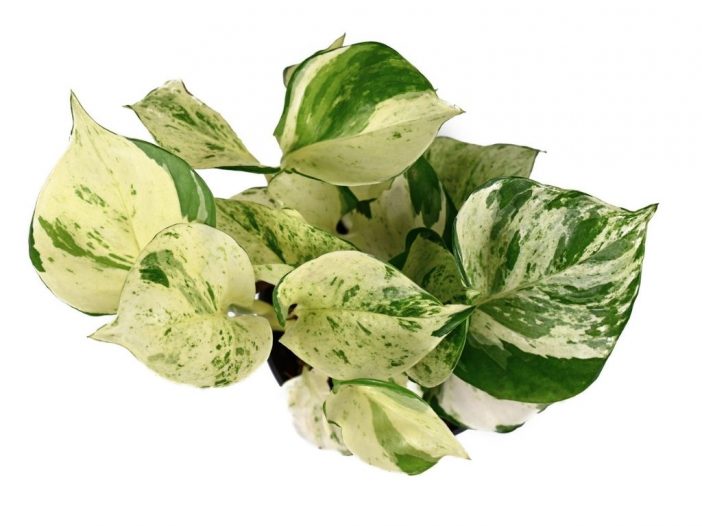 Pothos Manjula