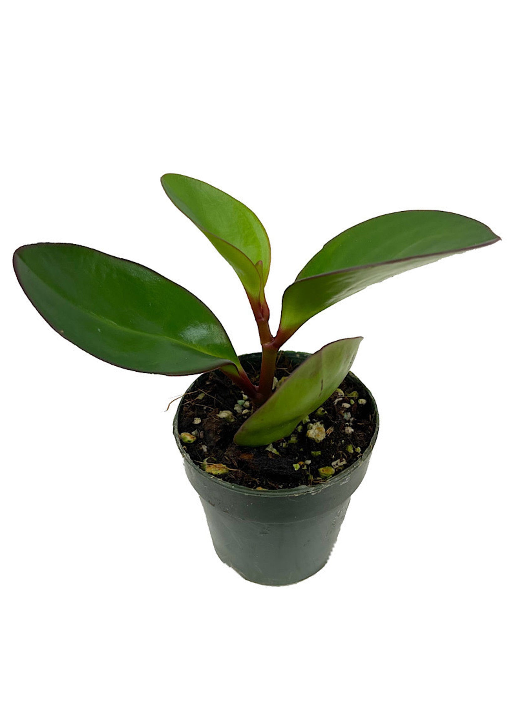 Peperomia Red Edge