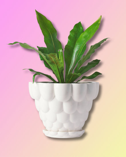 Jelly Planter + Saucer - White