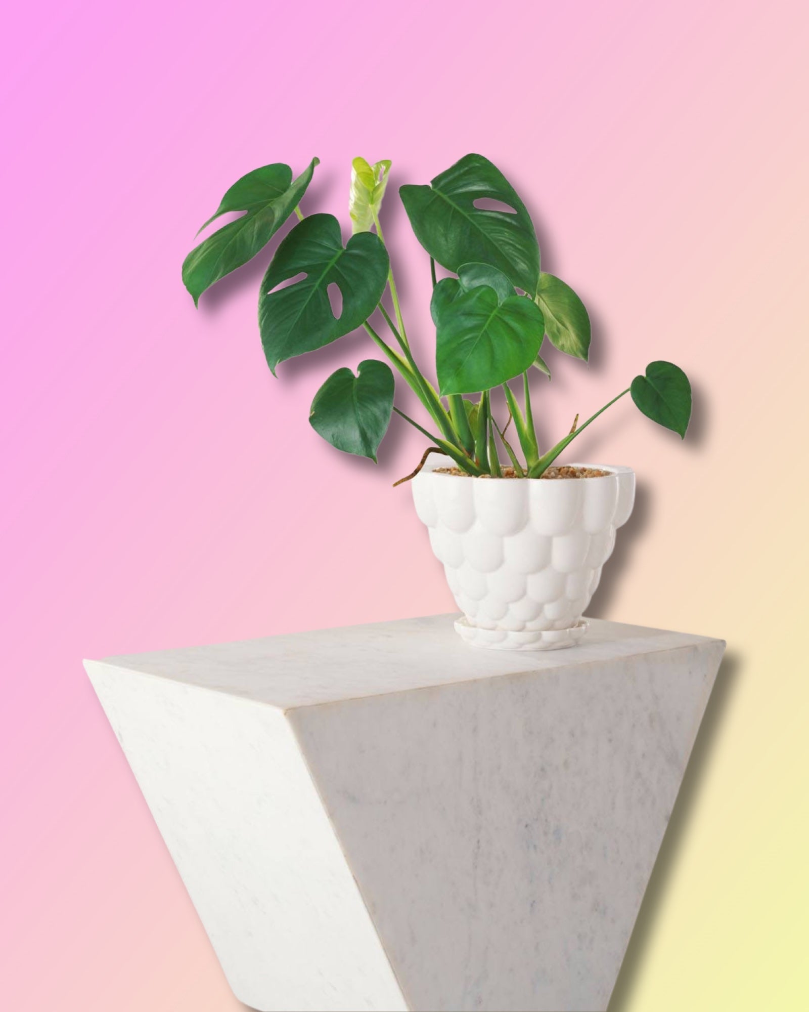 Jelly Planter + Saucer - White