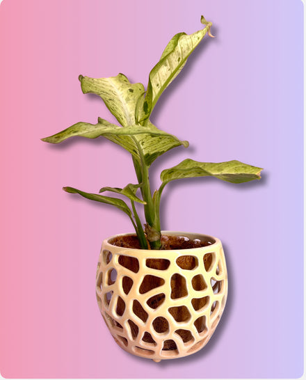 Gradient Orchid Pot Round - Tangerine