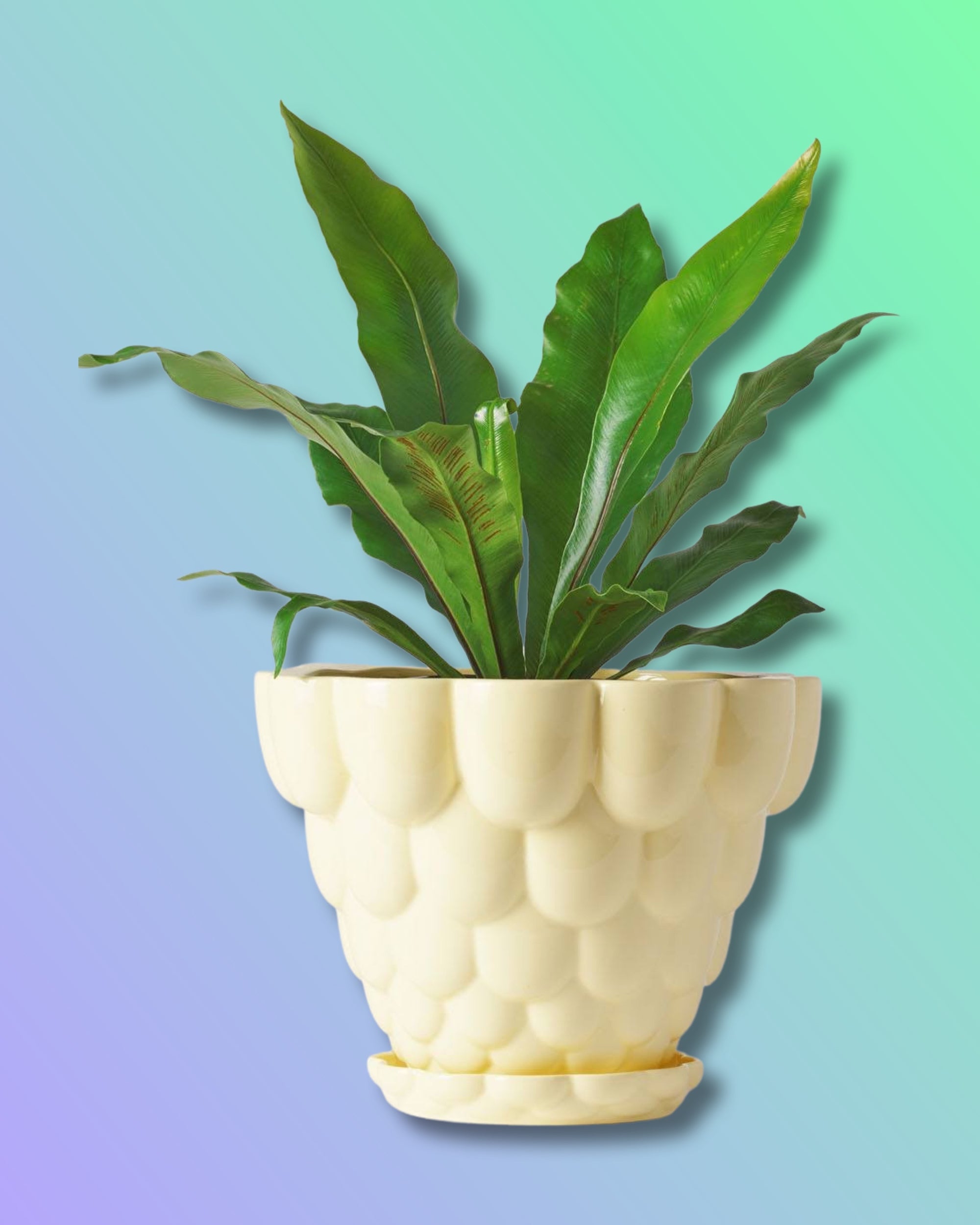 Jelly Planter + Saucer - Yellow