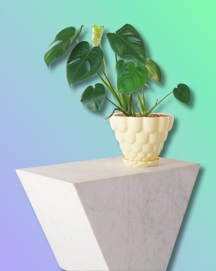 Jelly Planter + Saucer - Yellow