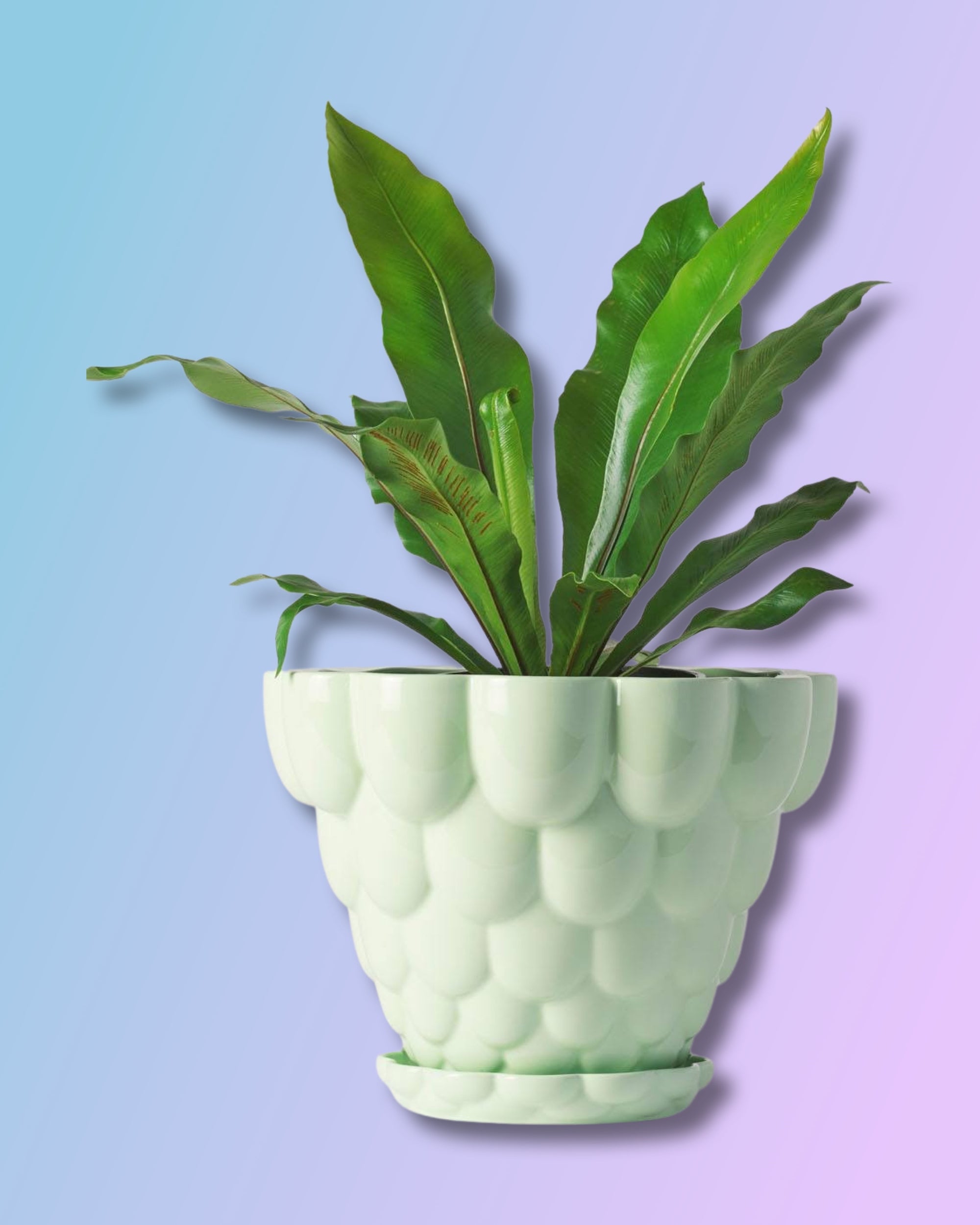 Jelly Planter + Saucer - Green