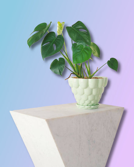 Jelly Planter + Saucer - Green