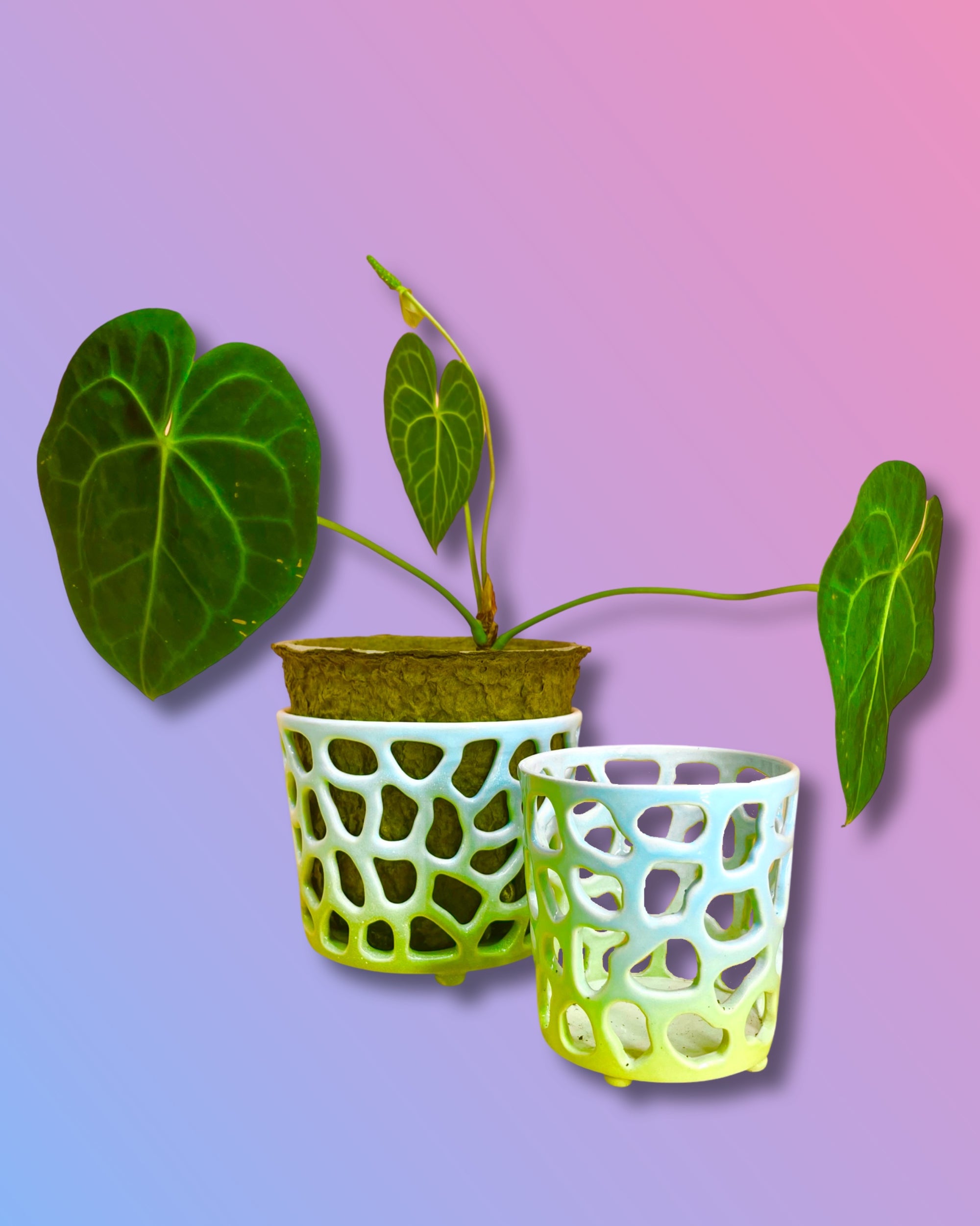 Gradient Orchid Pot Cylinder - Aqua