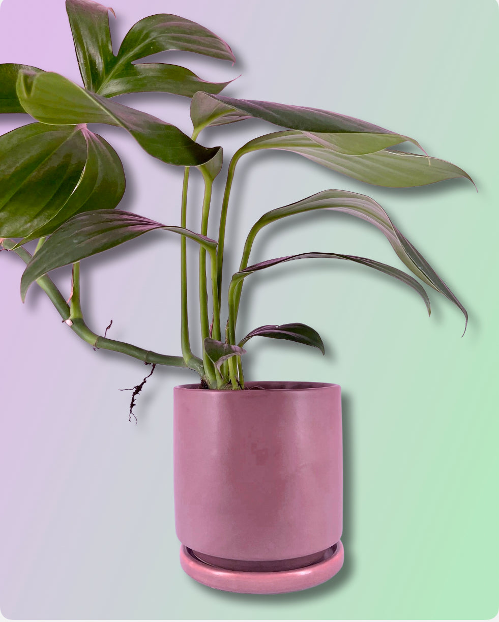 Gemstone Porcelain Cylinder - Dusty Rose
