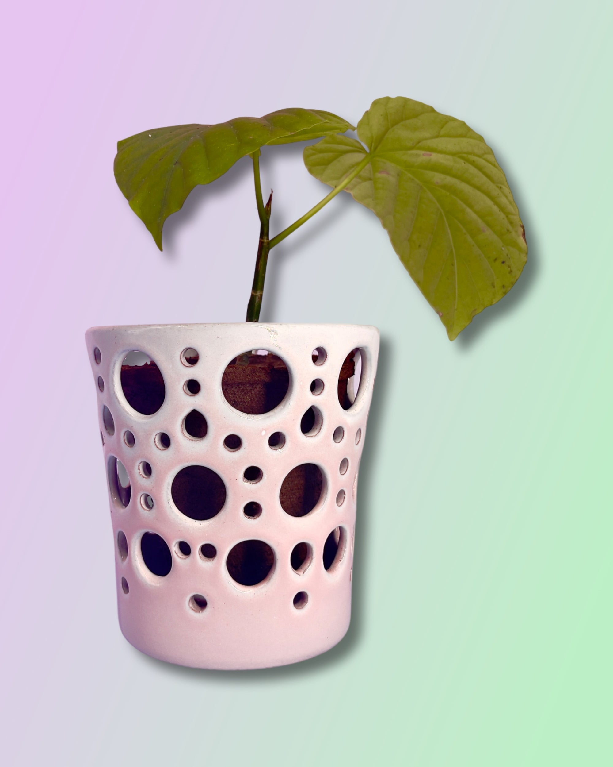 Gradient Orchid Pot Cylinder - Blush