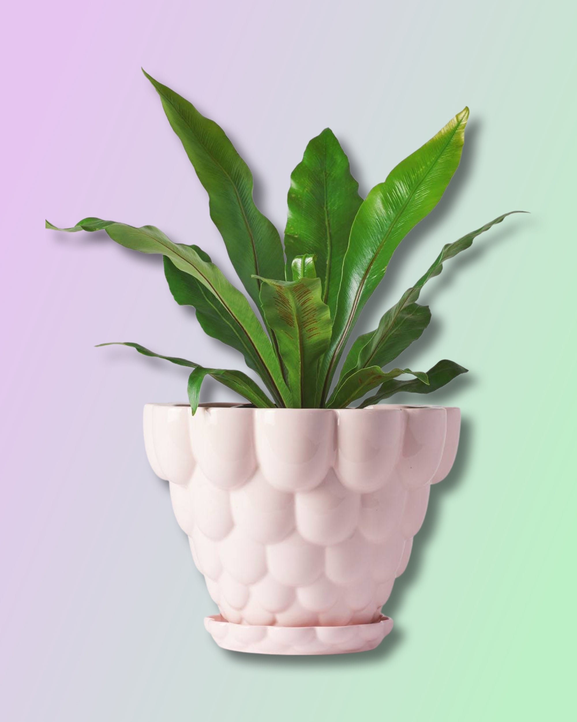 pink planter with saucer Jelly Planter + Saucer